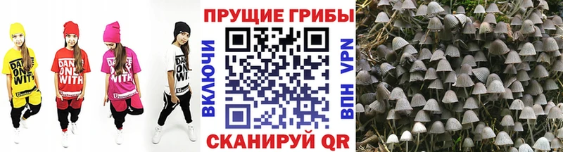 закладка  Кола  Галлюциногенные грибы Psilocybine cubensis 